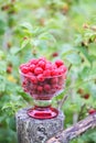 Ripe sweet summer berries. Raspberry in transparent vase on old rough wooden fence. Fresh raspberries on plant branches Royalty Free Stock Photo