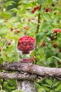 Ripe sweet summer berries. Raspberry in transparent vase on old rough wooden fence. Fresh raspberries on plant branches Royalty Free Stock Photo