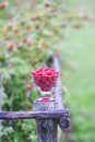 Ripe sweet summer berries. Raspberry in transparent vase on old rough wooden fence. Fresh raspberries on plant branches Royalty Free Stock Photo