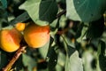 Ripe, sweet and tasty, orange and red apricots. Royalty Free Stock Photo