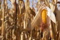 A ripe swing of corn hangs on the plant, many dry plant stems. Vegetable picking, agriculture