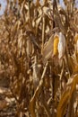 A ripe swing of corn hangs on the plant, many dry plant stems. Vegetable picking, agriculture