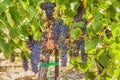 Ripe Syrah Grapes In The Vineyard