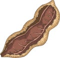 Ripe Tamarind in Cross Section