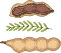 Ripe Tamarind in Cross Section and Whole
