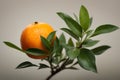 Ripe tangerine on a branch with leaves on a gray background