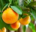 Ripe tangerine fruits between green tree lush. Close-up