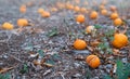 Ripe tangerine fruits on a ground