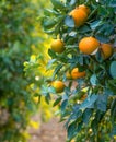 Ripe tangerine fruits on a tree branches, close up vertical shot