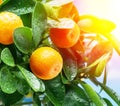 Ripe tangerine fruits on the tree in the sunlight