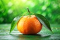 Ripe tangerine on green background Royalty Free Stock Photo