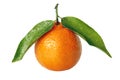 Ripe tangerine with green leaves