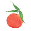 Watercolor ripe tangerine