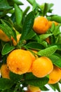 ripe tangerine tree fruits