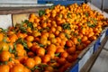 Ripe tangerines on a fruit sorting production line