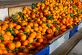 Ripe tangerines on a fruit sorting production line