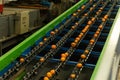 Ripe tangerines on grading line of sorting factory