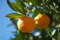 Ripe tangerines on tree