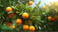 Ripe tangerines on tree, closeup. Nature background