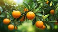 Ripe tangerines on the tree in the orchard