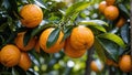 Ripe tangerines on a tree in the orchard
