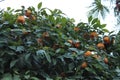 Ripe tangerines on the tree