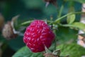 Ripe and tasty berry raspberry close-up on a bush branch in warm sunny weather