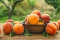 Ripe and tasty and juicy peaches lie on a plate on a wooden table in the garden. Fresh sweet peaches on the wooden table, Royalty Free Stock Photo