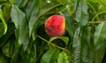 Ripe tasty peach on tree in sunny summer orchard. Fruit farm with tree ripen freestone peaches. Beautiful garden with Royalty Free Stock Photo