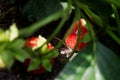 Ripe red strawberries in the garden close-up