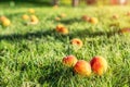 Ripe tasty sweet juicy fallen apricots lying in green grass lawn in fruit garden at backyard due to strong wind weather