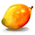 Ripe tasty sweet juicy mango, whole fruit , watercolor illustration on white