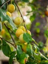 Ripe tasty yellow plums on a branch among the foliage in Greece Royalty Free Stock Photo