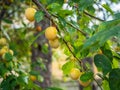 Ripe tasty yellow plums on a branch among the foliage in Greece Royalty Free Stock Photo