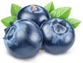 Ripe three blueberries with blueberry leaves isolated on a white background. Clipping path Royalty Free Stock Photo