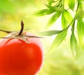 Ripe tomato Royalty Free Stock Photo