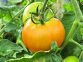 Ripe tomato on branch. Growing vegetables. Agriculture