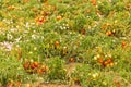 Ripe tomato fields