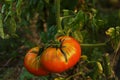 Ripe tomato fruit on a bush in the garden Royalty Free Stock Photo