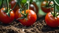 ripe tomato in a greenhouse harvest nutrition grow ecological organic