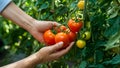 Ripe Tomato Harvest Anonymous Gardener Picking from Green Bush