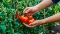 Ripe Tomato Harvest Anonymous Gardener Picking from Green Bush