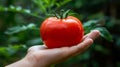 Ripe tomato held in hand, selecting tomatoes on blurred background with copy space