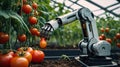 Ripe tomato is picked using a robot Royalty Free Stock Photo