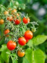 Ripe tomato plant growing. Fresh bunch of red natural tomatoes on a branch in organic vegetable garden. Royalty Free Stock Photo