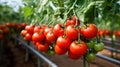 Ripe tomato plant growing in greenhouse Royalty Free Stock Photo