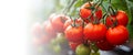 Ripe tomato plant growing in greenhouse Royalty Free Stock Photo