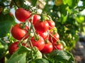 Ripe tomato plant growing in greenhouse. Fresh bunch of red natural tomatoes on a branch in organic vegetable garden. Royalty Free Stock Photo