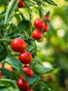 Ripe tomato plant growing in greenhouse. Fresh bunch of red natural tomatoes on a branch in organic vegetable garden. Royalty Free Stock Photo