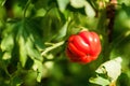 Ripe tomato plant growing in greenhouse. Fresh bunch of red natural tomatoes on a branch in organic vegetable garden. Royalty Free Stock Photo